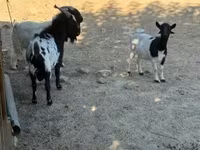 母山羊, Dutch Landrace goats — 照片 1