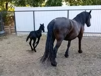 Kobyła, Friesian — zdjęcie 4