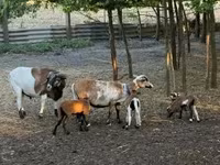 公羊, Cameroon sheep — 照片 3