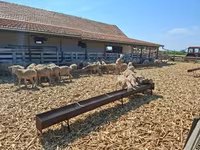 Ovelha, Merino sheep — foto 3