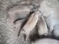 मादा सूअर, Мангалица — फ़ोटो 3