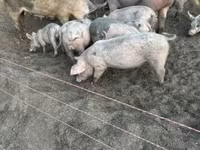 Säue, Schweine — Foto 4