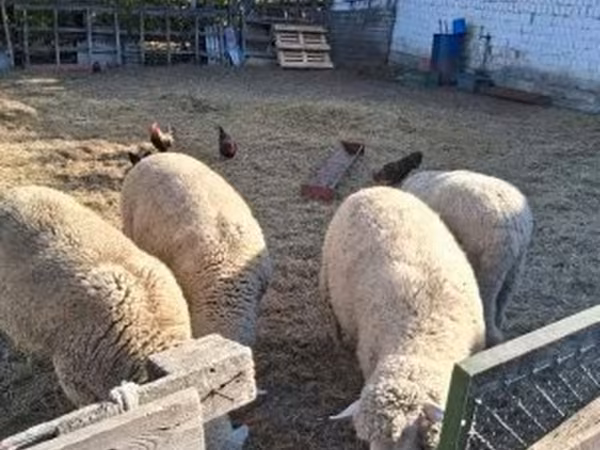 Kos, Merino sheep — Magyarország