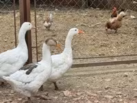 Geese — 3-сурет