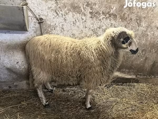 Kos, Racka sheep