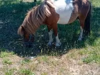 Horse (M), Indian half-bred — photo 2