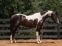घोड़ा, Friesian — फ़ोटो 2