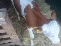 公牛, Simmental cattle — 照片 5
