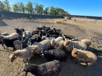 公羊, Racka sheep — 照片 1