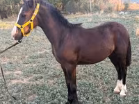 Cheval, Chevaux — photo 3