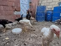 Chickens — 4. fotó