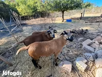 Oveja, Cameroon sheep — foto 6
