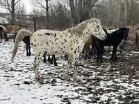 Hing, Mugalzhar horse — 2. fotó