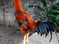 الطاوي — الصورة 2