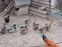 Ducks — Foto 2