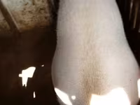 Säue, Schweine — Foto 1
