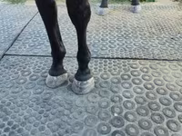 Mare, Nonius horse — photo 4