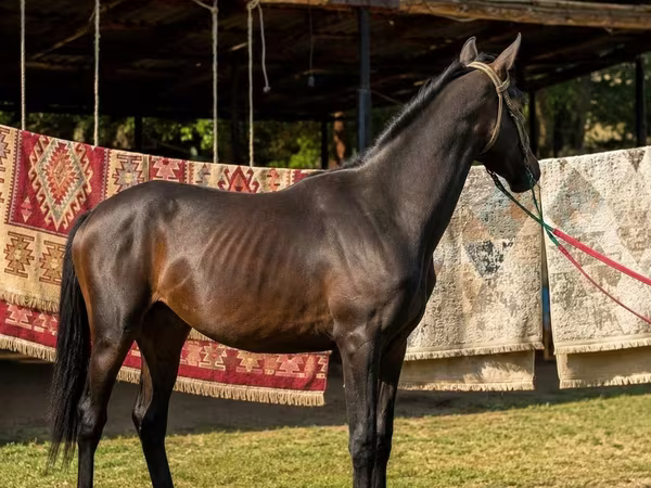 Cavalo, Arabian horse