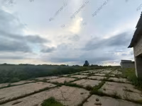 Krava, Bukovinský průmyslový typ červenobílé ukrajinské krávy — foto 5