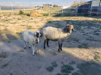 Kos, Arabi sheep — 1. fotó
