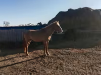 Caballo, Altai horse — foto 3