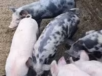 Sow, Pigs — photo 1