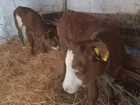 Vaca, Simmental cattle — foto 1