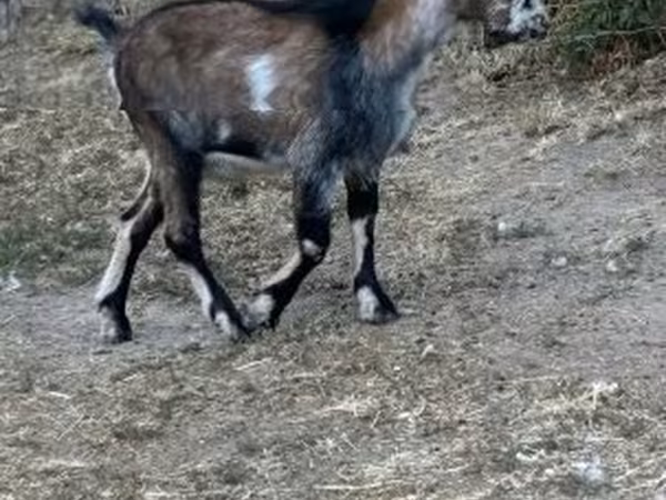Kozel, Kozy — Maďarsko