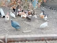 Guinea fowl — photo 1