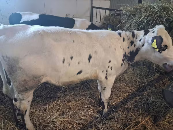 Vaca, Russian Black pied cattle
