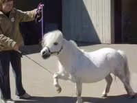 Stute, Miniature horse — Foto 5