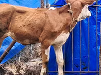 Tehén, Simmental cattle — 4. fotó