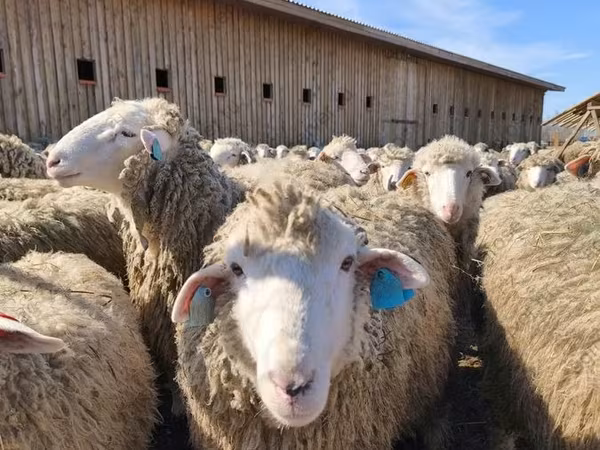 Juh, Edilbay sheep