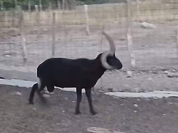 公羊, Shetland sheep