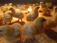 Chickens — photo 3