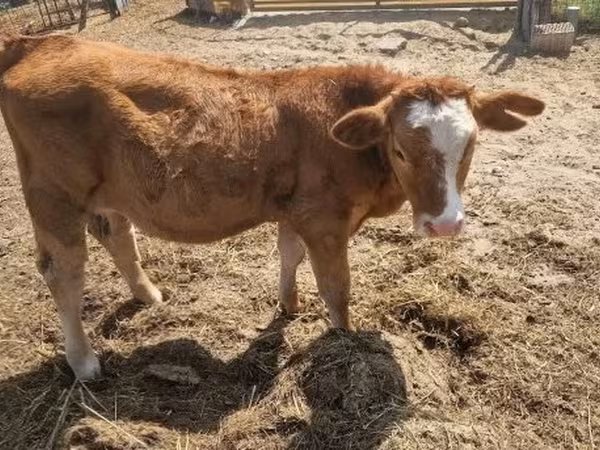 母牛, Simmental cattle — 匈牙利