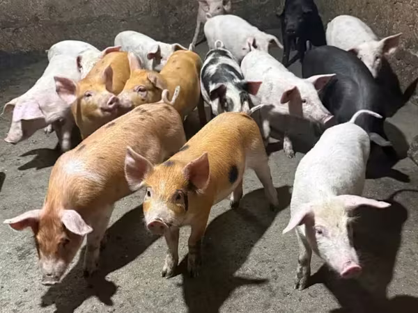 Sow, Pigs