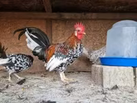 Japanisches Bantam — Foto 3