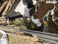 Bulle, Simmental cattle — Foto 2