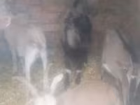 公山羊, Goats — 照片 2