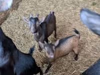 公山羊, Goats — 照片 6