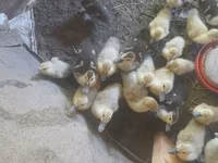 Ducks — الصورة 2