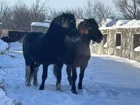 Hing, Mugalzhar horse — 5. fotó