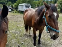 فرس, Međimurje horse — الصورة 2