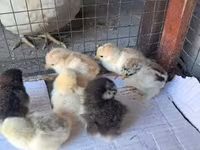 Pekin Bantam — foto 5