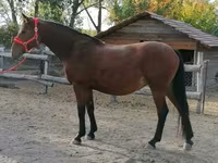Klisna, Hungarian horse breed — foto 4