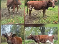 Cow, Ayrshire — photo 1