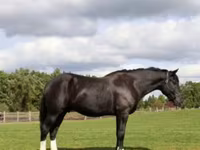 Hing, Percheron — 5. fotó