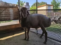 Schaf, Arashan sheep — Foto 3