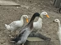 Geese — الصورة 4